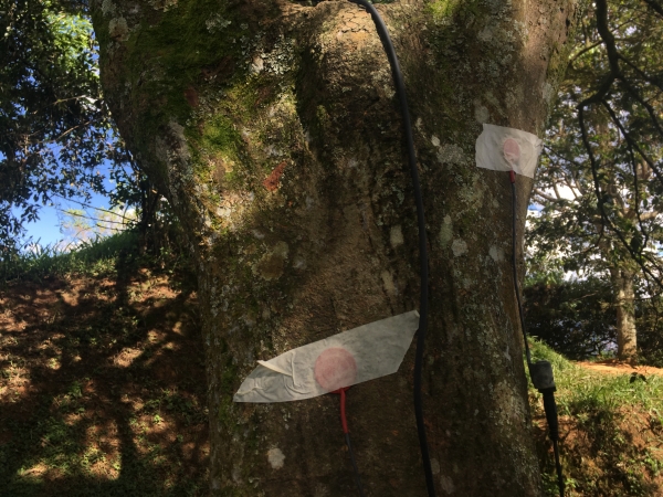 listening to the tree. Photo: Nathan Ober