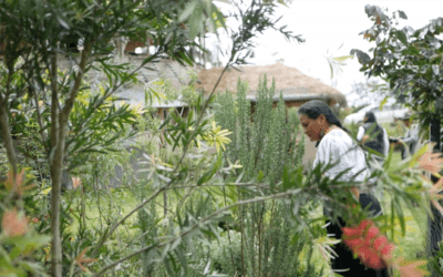 In the Time of Corn: Harvest and Sustainable Growth